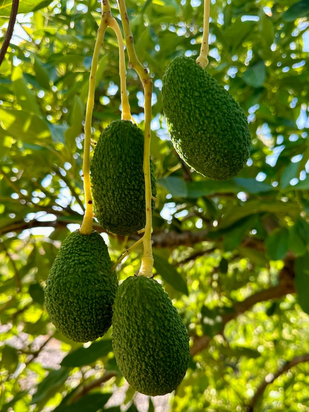 Avocados (Hass & Fuerte)