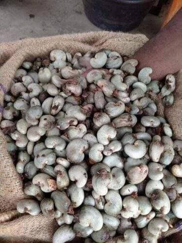 Raw Cashew Nuts (RCN)