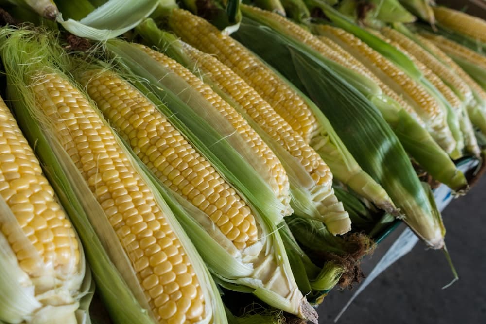 Non-GMO White Maize