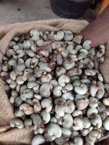 Raw Cashew Nuts (RCN)