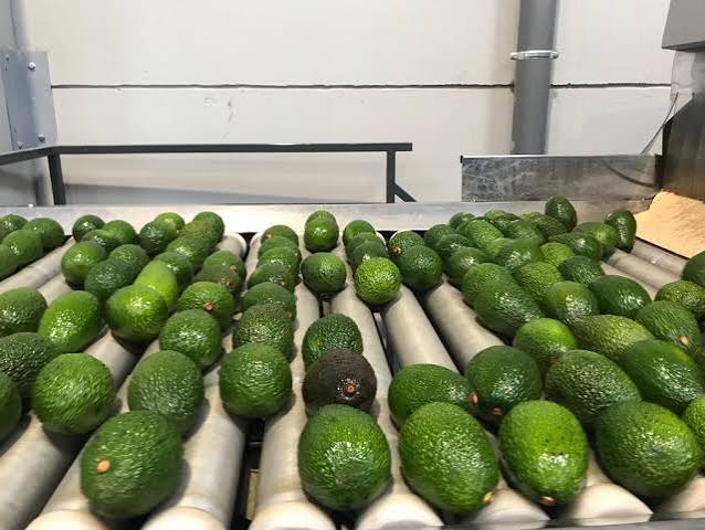 Commodities being graded on the packing floor